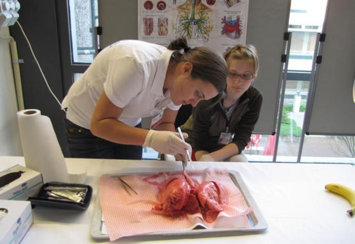 Angehende Ärztin siziert modellhaft eine Leber