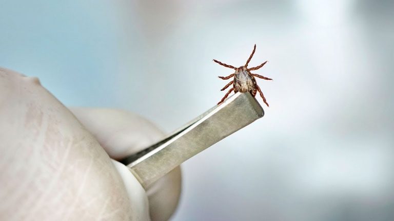 Lyme-Borreliose: Bakterien, Überträger, Klinik und Diagnostik