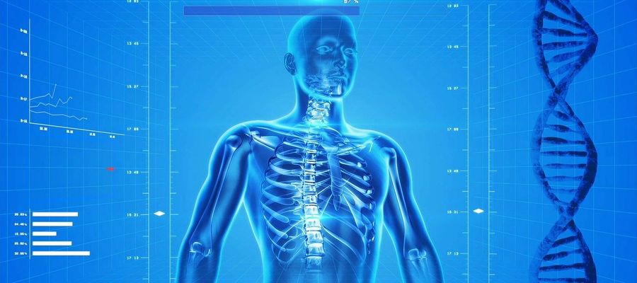 Anatomie des Körpers