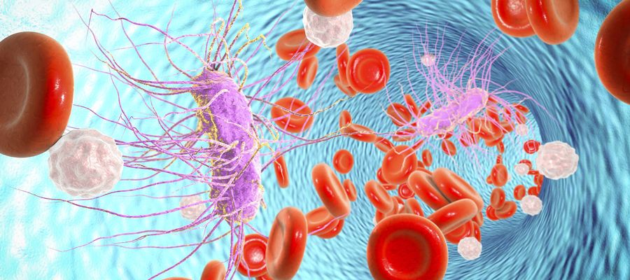 Bakterien Viren Simulation