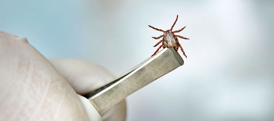 Borreliose Zecke