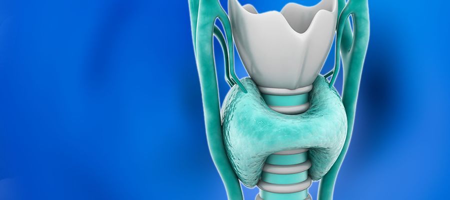 Schilddrüse Anatomie